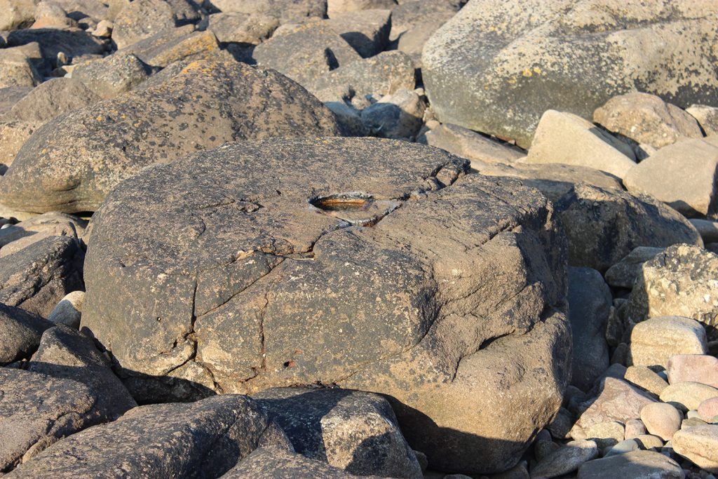 'Rough out' of a millstone in the intertidal quarry near Rockcliffe