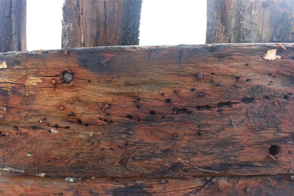Detailed view of wooden planks, discoloured reddish orange by iron staining, with a line of tiny holes running across the wood, some containing tiny wooden pins