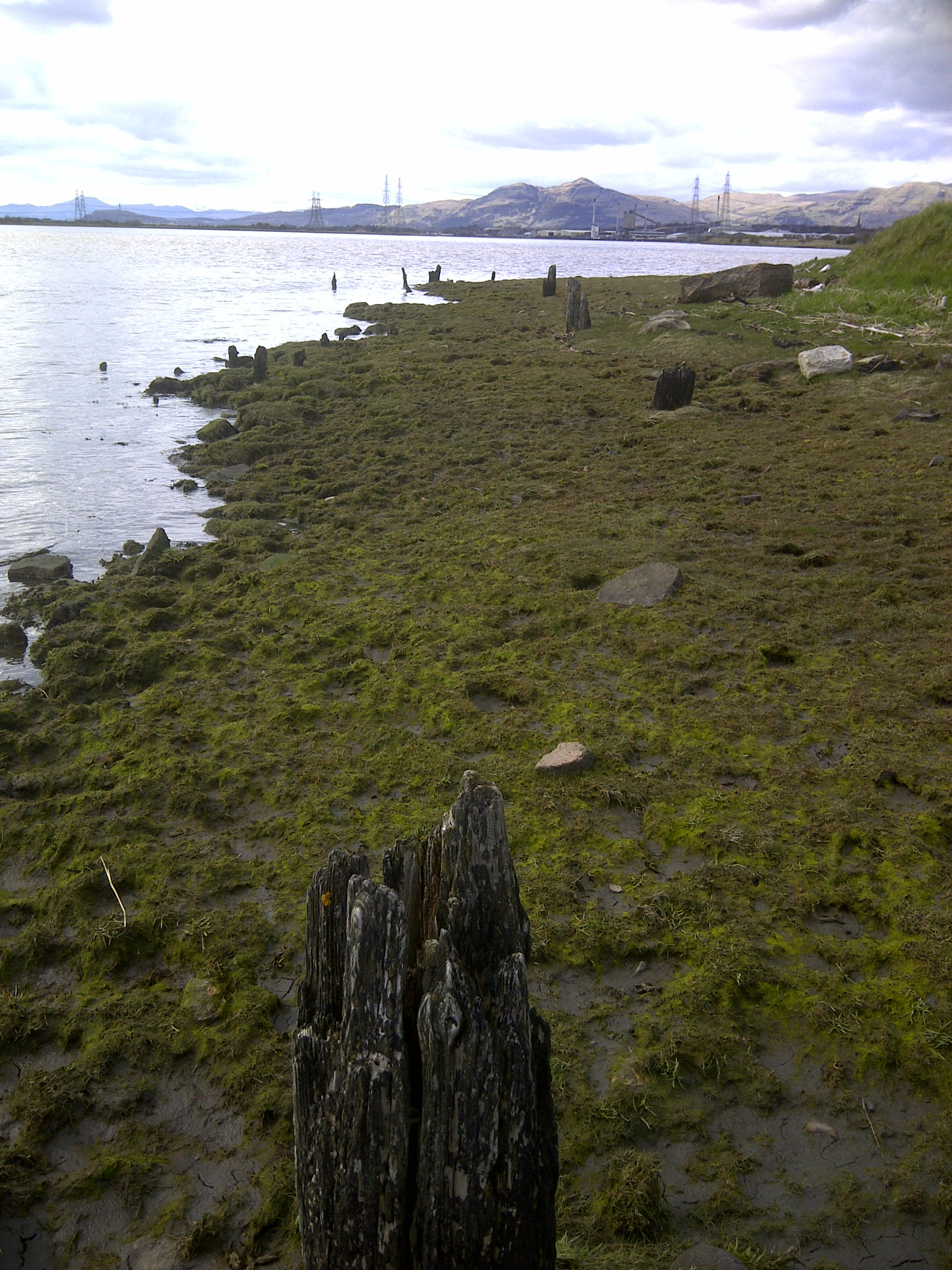 Clackmannan Harbour. Pile remains