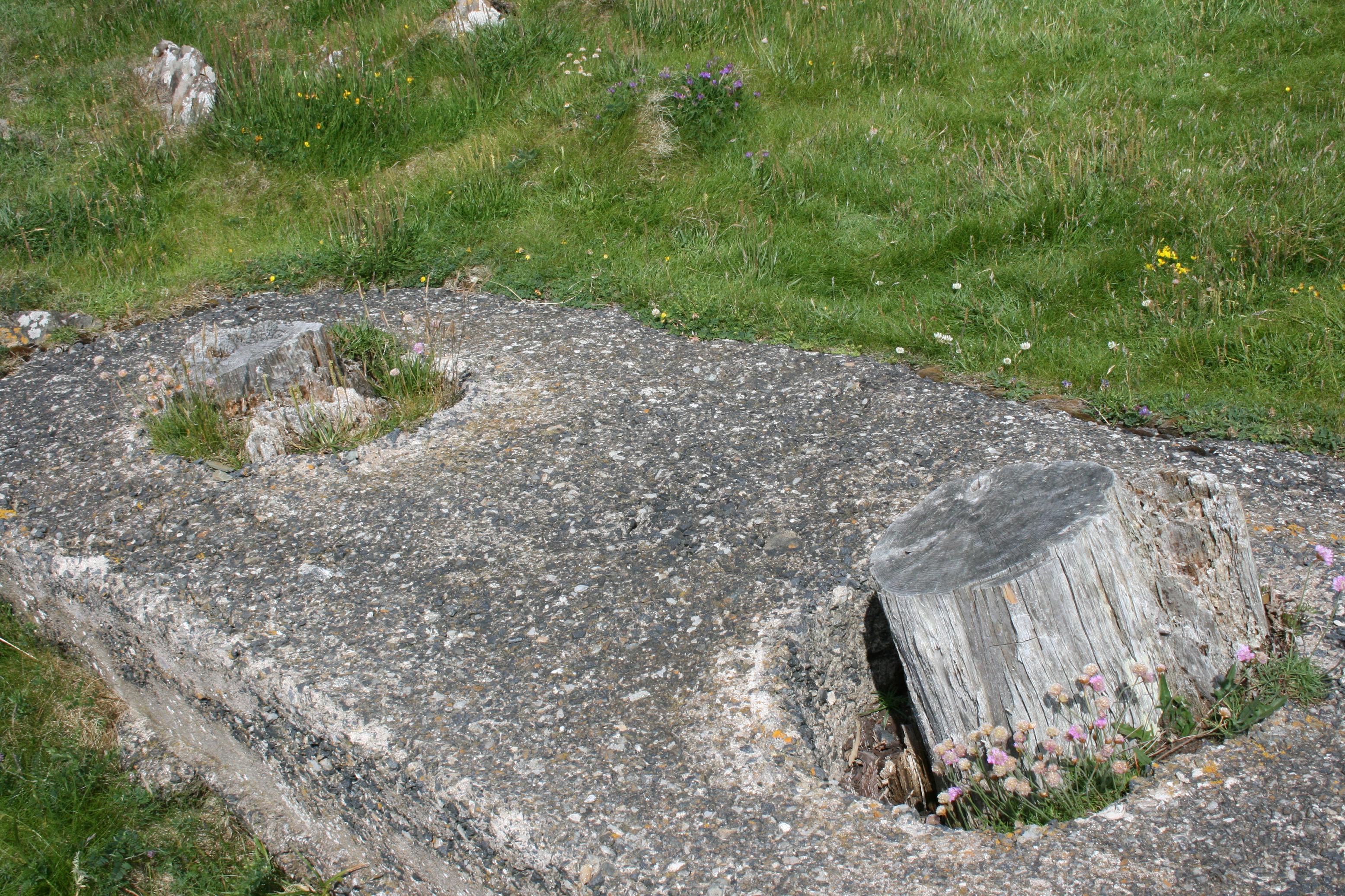 Wickerman Stumps - North View