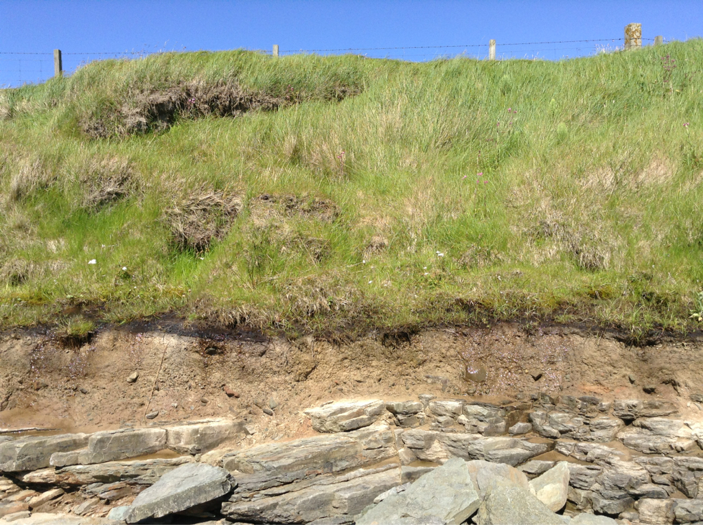 Showing position of peat in section directly overlying till, covered with blown sand.