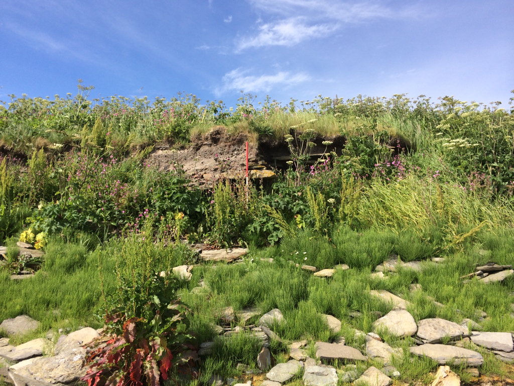 Small exposure of stone structure  in well-vegetated coast edge 