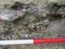 The shell midden in section