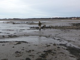 Aberlady Bay view across wrecks