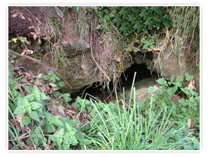 Whitecove Cave - image from SWACS website