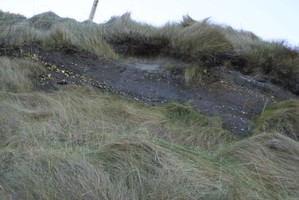 Midden exposed in section. Photo by Mark Hall