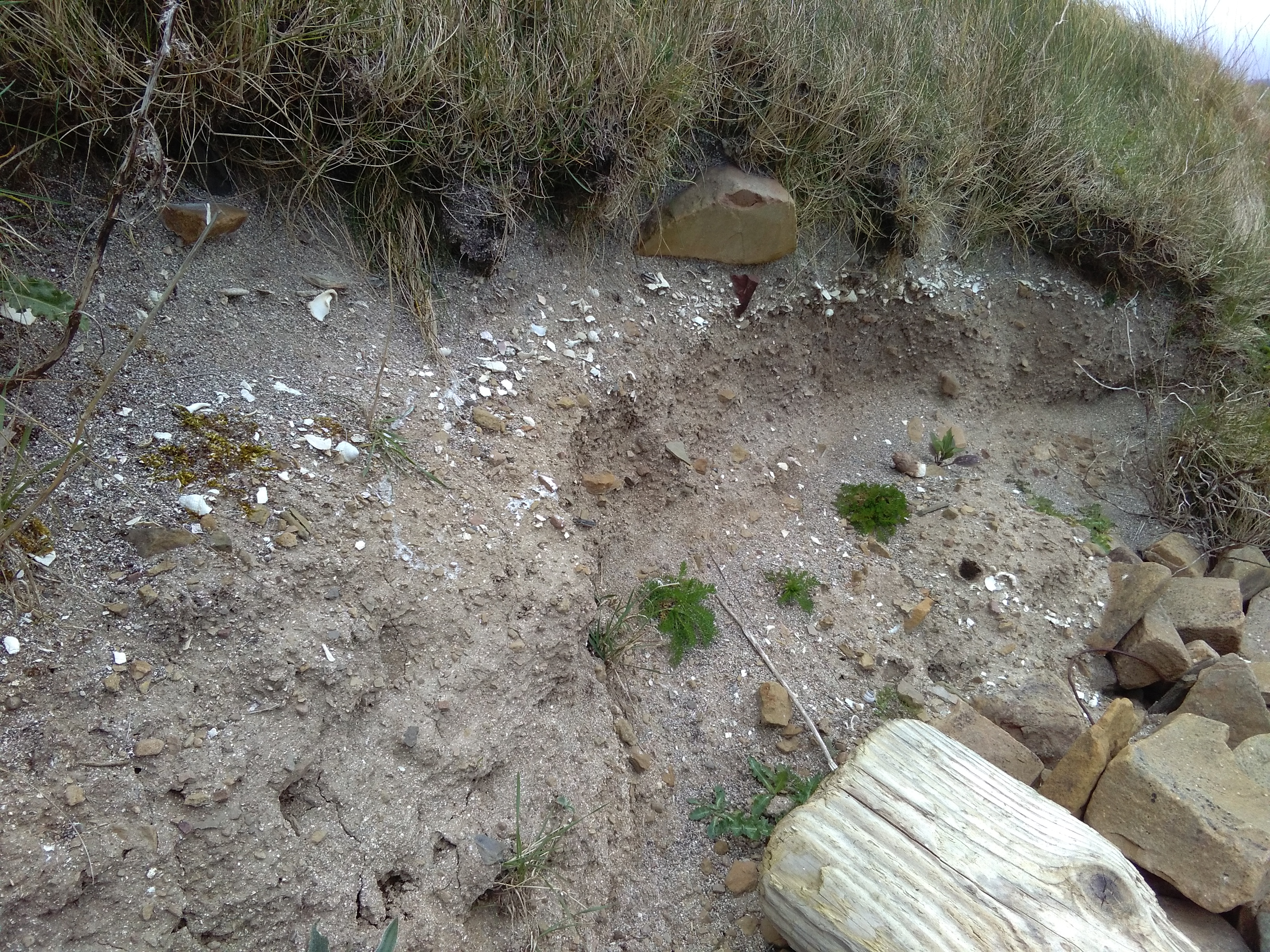 Deposit of shell and burnt stone in coast edge