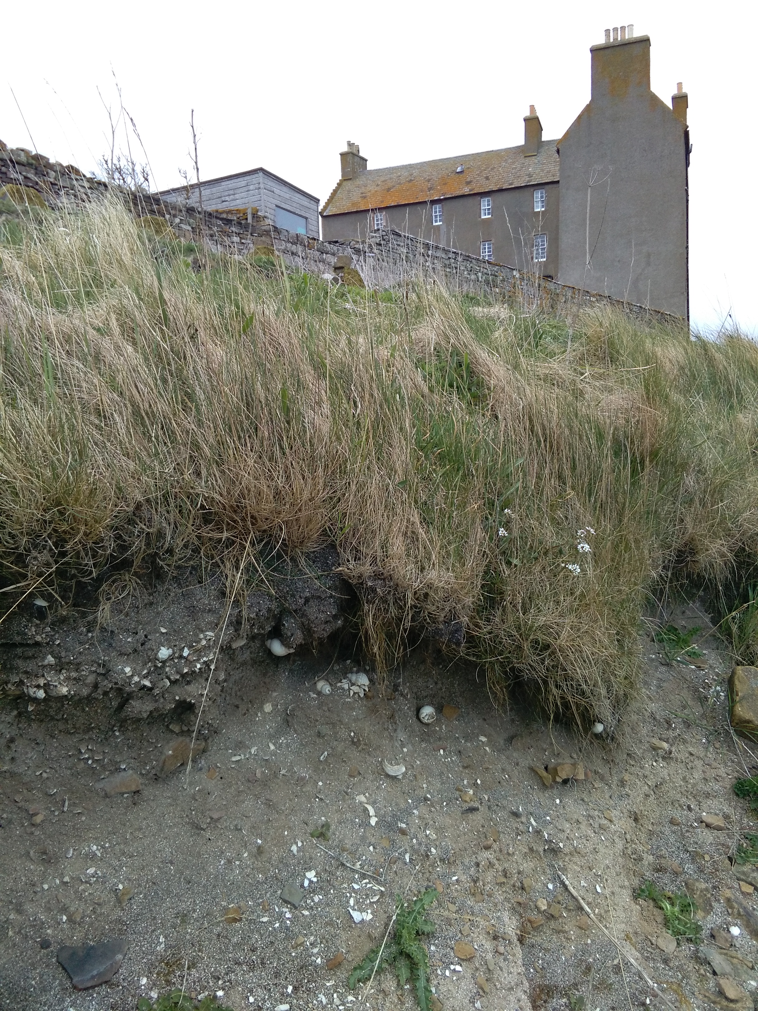 Deposit exposed in coast edge