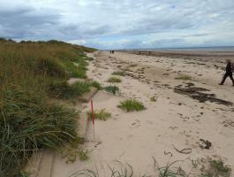 West extension of anti-tank blocks on west section of West beach, looking west. 