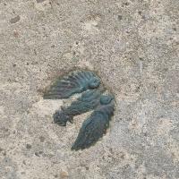 Polish army eagle cap badge