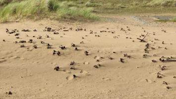 Remains of scaffolding fittings lying on surface of flat dune area