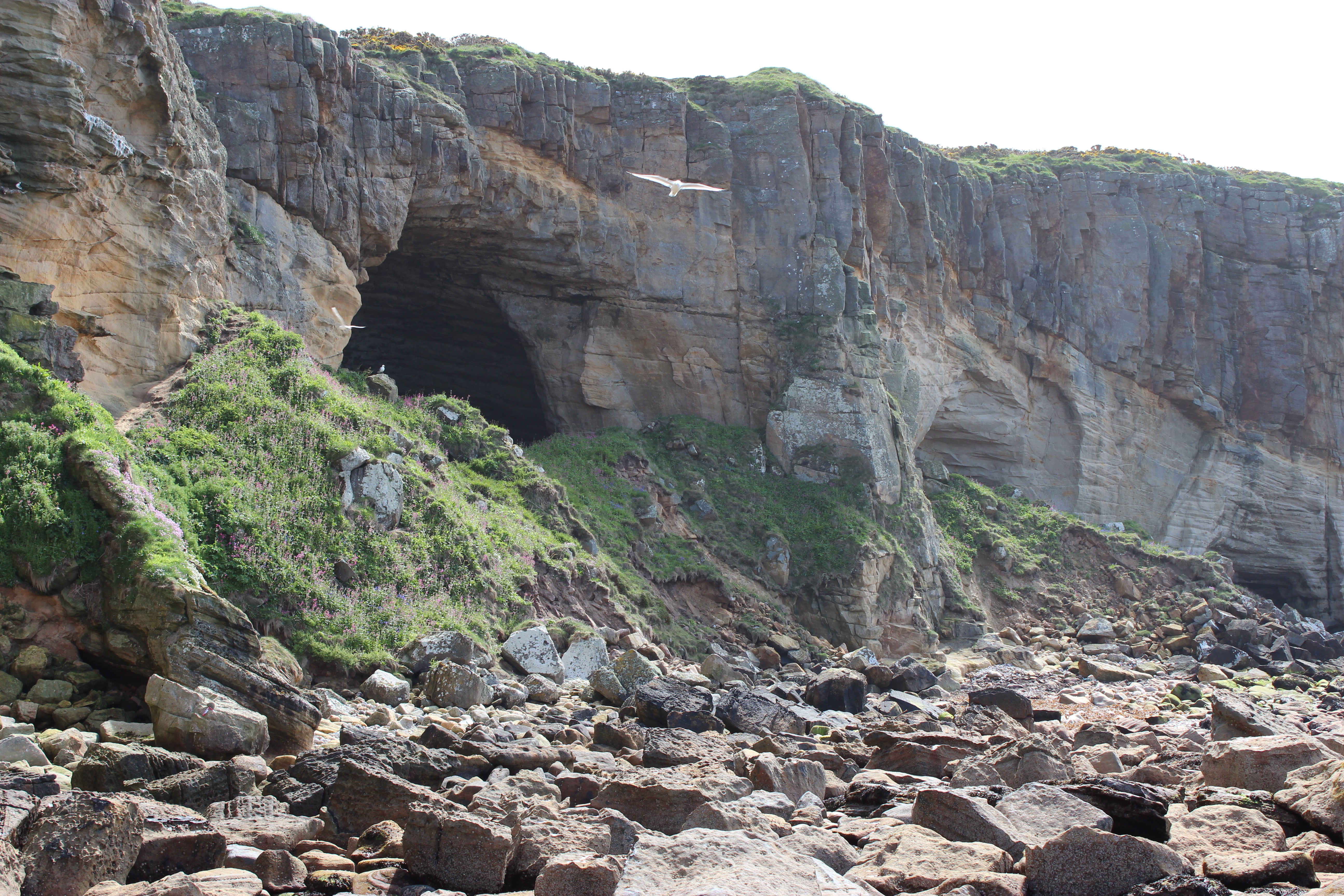 Covesea Cave 2 (Deer Cave) is the cave on the right with the talus mound extending in front. Fresh collapse is evident in the freshly broken cliff face around the entrance/