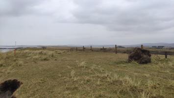 View from the coast edge on top of the midden section, looking north
